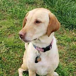 Jasmine or Jazzy - Labrador Retriever