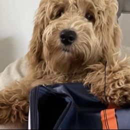 Goldendoodle Puppies from Melodies Daytona Doodles