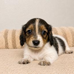Lucas - Piebald male Dachshund puppy in Gold Canyon, Arizona from Silverking Kennels