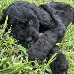 Goldendoodles from Golden Mountain Doodles