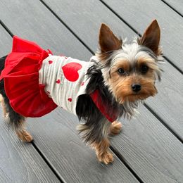 Gracie Rose - Yorkshire Terrier
