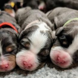 Bernedoodle puppies from San Tan Doodles