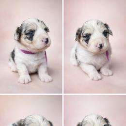 Velntina - Blue merle and white female American Corgi puppy in Oak Harbor, Washington from Blackberry Hill Corgis