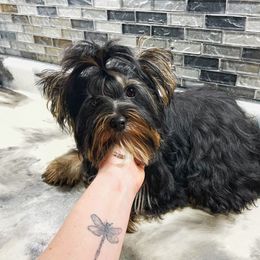 Essy - Yorkshire Terrier