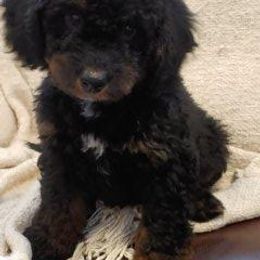 Bernedoodle Puppies from Kiya's Bernedoodles