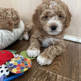 Goldendoodle Puppies from DeBerrys Doodles