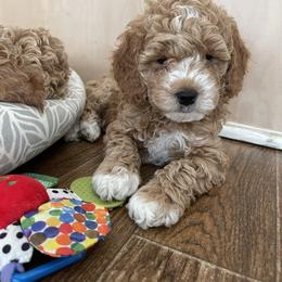 Goldendoodle Puppies from DeBerrys Doodles