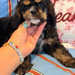 MOLLY - Black female Australian Labradoodle puppy in Valley Springs, California from Blue Denim Doodles
