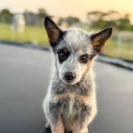 Todd - Blue speckled male Australian Cattle Dog puppy in Rosharon, Texas from 4Surge Cattle Dogs