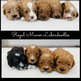 Girls Available - 8 On Right Side - Red female Australian Labradoodle puppy in Florence, New Jersey from Royal Manor Labradoodles