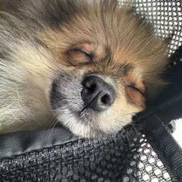 Sputnik - Wolf sable male Pomsky puppy in San Diego, California from Pine & Sea Poms and Pomskies