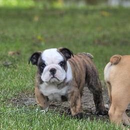 Bulldog puppies from River Road Bulldogs