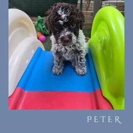Boy 4 - Brown roan male Lagotto Romagnolo puppy in Salida, California from Harper's Lagotti