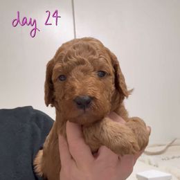 Penny's Red boy - Red  male Goldendoodle puppy in Phelan, California from High Desert Doodles - the original