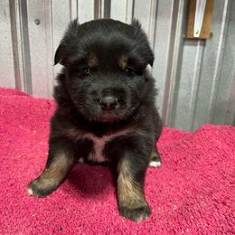 Maleficent - Black & white female Australian Shepherd puppy in Whitwell, Tennessee from Owl Hollow Farm