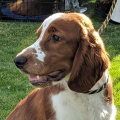 Welsh Springer Spaniel Puppies from Juniper Welsh Springer Spaniels