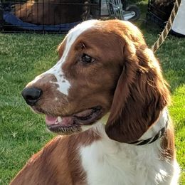 Welsh Springer Spaniel Puppies from Juniper Welsh Springer Spaniels
