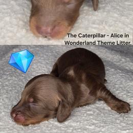 The Caterpillar - Alice in Wonderland Theme - Chocolate and tan male Dachshund puppy in Woodland, Washington from SJs Dachshunds