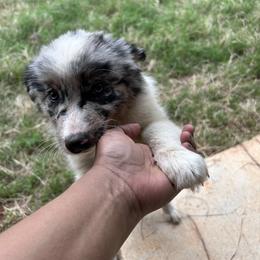 Rosey - Blue merle female Australian Shepherd puppy in Tyler, Texas from In the Piney Woods ETX