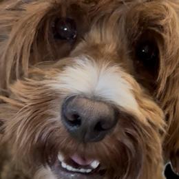 Australian Labradoodles from Selah Doodles