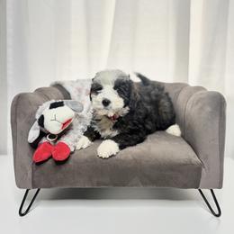 Cindy Pink Collar Female - Black and white female Bernedoodle puppy in Peoria, Arizona from Wroth's Pawsibilities
