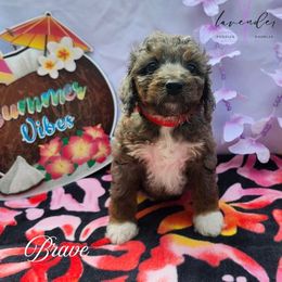 Brave - Merle male Cockapoo puppy in Mancelona, Michigan from Lavender poodles & doodles