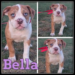 Bella - Fawn and white female Olde English Bulldogge puppy in Wheeler, Michigan from Haase Family Kennels