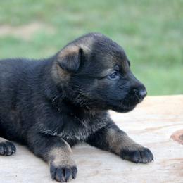Perun - Sable male German Shepherd puppy in Cumming, Georgia from Cainedelup