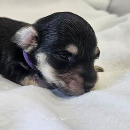 Purple Boy - Black and cream male Dachshund puppy in Parkersburg, West Virginia from Bourbon Barrel Ridge Doxies