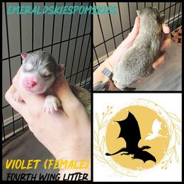 Violet - Silver and white female Pomsky puppy in Sumter, South Carolina from Emerald Skies Pomskies