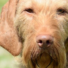 Lava - Wirehaired Vizsla