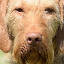 Lava - Wirehaired Vizsla