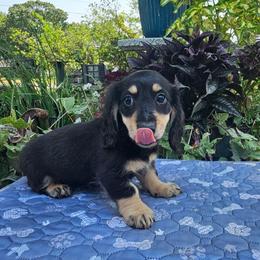 Frank - Black and cream male Dachshund puppy in Cherry Tree, Oklahoma from Peavine Creek Dachshunds