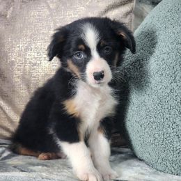 Tortellini - Black tri female Miniature Australian Shepherd puppy in Killen, Alabama from Wilkers Wholehearted Mini Aussies