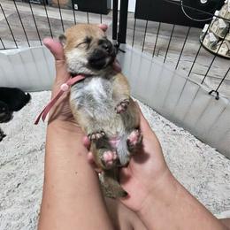 Nanami - Seven seas mauve collar - Red female Shiba Inu puppy in Lehigh Acres, Florida from SWFL Happy Dogs