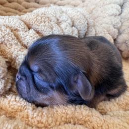 Rasin - Red and tan female Shih Tzu puppy in Bentonville, Arkansas from T & D Dachshunds by design
