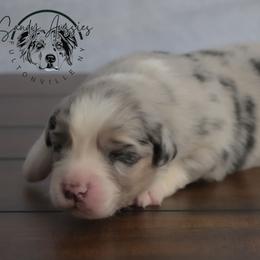 Hope - Blue merle female Australian Shepherd puppy in Fultonville, New York from Sandy Aussies & Pomeranians