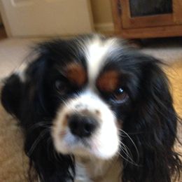 Dixie - Cavalier King Charles Spaniel