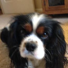 Dixie - Cavalier King Charles Spaniel