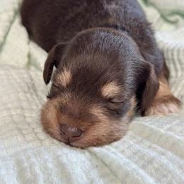 Pinky - Liver female Miniature Schnauzer puppy in White Plains, Kentucky from Devon Dunlap
