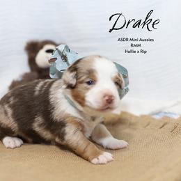 Drake - RMM - Red merle male Miniature Australian Shepherd puppy in Nacogdoches, Texas from TK Standard, Mini, & Toy Aussies