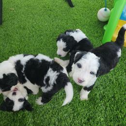 Sheepadoodle puppies from Finger Lakes Doodles