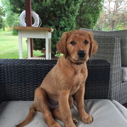 Golden Retriever Puppies from White Birch Golden Retreivers LLC