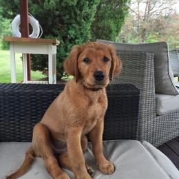 Golden Retriever Puppies from White Birch Golden Retreivers LLC