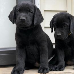 Fig - Black female Labrador Retriever puppy in Owosso, Michigan from Bennington Retrievers