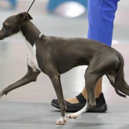 Mercury - Italian Greyhound