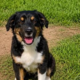 Daphne - Black tri female Miniature Australian Shepherd puppy in Macomb, Missouri from Show Me MO Aussies