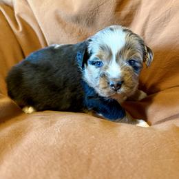 Vendetta - Blue merle male Toy Australian Shepherd puppy in Medical Lake, Washington from MAS Gone Rogue