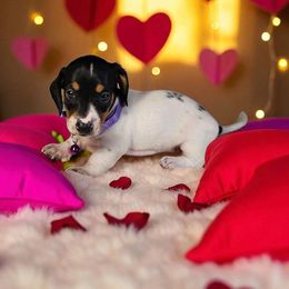 Girl 2 - Piebald female Dachshund puppy in Alvin, Texas from Cosson's Dachshunds of Alvin