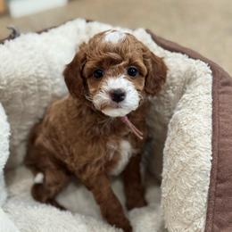 Onion - Red  female Goldendoodle puppy in Wharton, Texas from Little Fur Friends